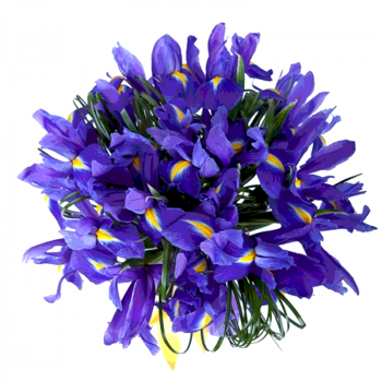 Букет из 29 ирисов